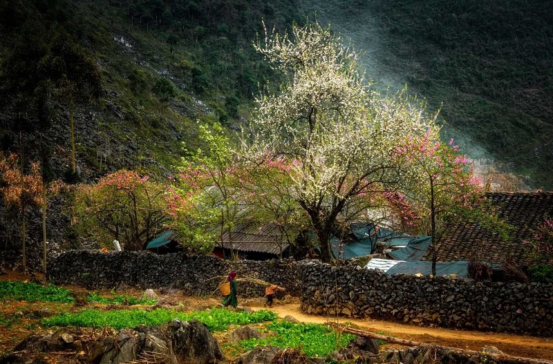 Du lịch Hà Giang tháng 1 có gì hấp dẫn? Thời tiết Hà Giang vào tháng 1.