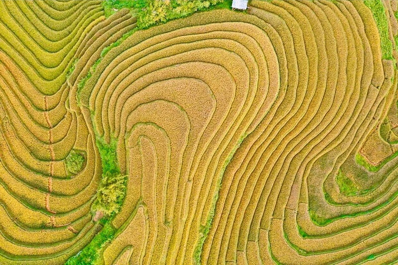 Kinh nghiệm du lịch Mù Cang Chải mùa lúa chín chi tiết nhất năm 2025