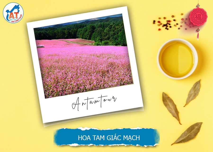 Hoa Tam Giác Mạch